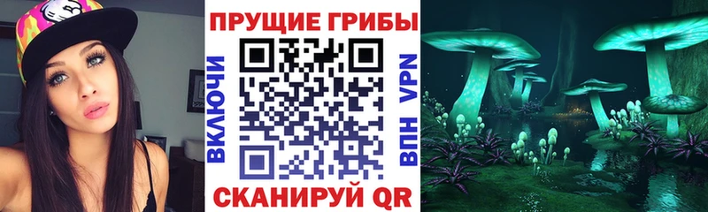ссылка на мегу ссылки  дарнет шоп  Пошехонье  Псилоцибиновые грибы Psilocybe 